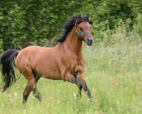 stallion Sir Martino (German Riding Pony, 1995, from Small-Land Martino)