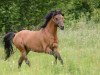 stallion Sir Martino (German Riding Pony, 1995, from Small-Land Martino)