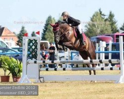 jumper Wonderful Lady 17 (Oldenburg, 2006, from Wind Dancer)