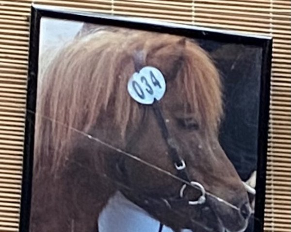 stallion Attila H. (Shetland Pony, 1993, from Attent van de Zandkamp)