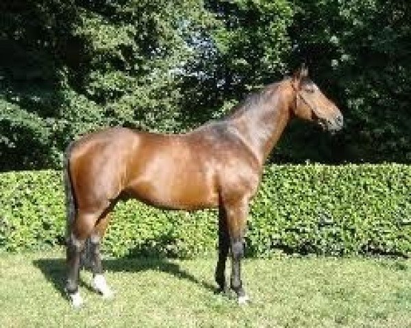 stallion Folamour du Bois (Selle Français, 1993, from Tu Viens Dorval)