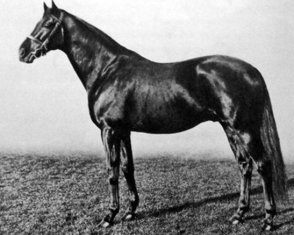 horse Solario xx (Thoroughbred, 1922, from Gainsborough xx)