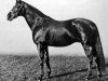 stallion Solario xx (Thoroughbred, 1922, from Gainsborough xx)