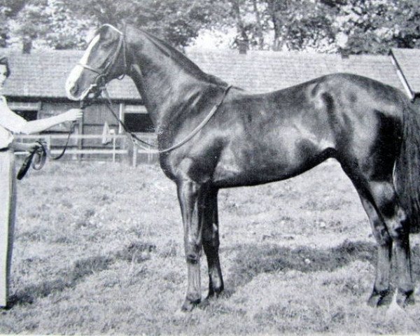 stallion Doutelle xx (Thoroughbred, 1954, from Prince Chevalier xx)