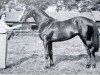 stallion Doutelle xx (Thoroughbred, 1954, from Prince Chevalier xx)