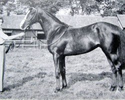 stallion Doutelle xx (Thoroughbred, 1954, from Prince Chevalier xx)