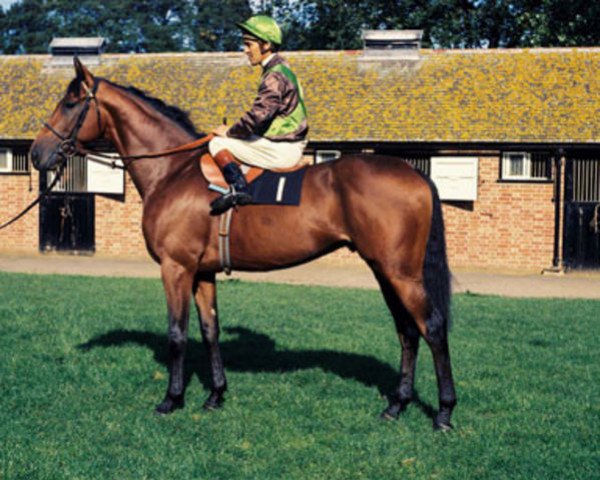 stallion Bustino xx (Thoroughbred, 1971, from Busted xx)