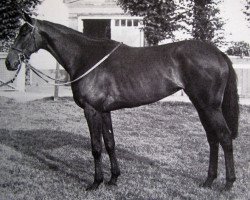 broodmare Dish Dash xx (Thoroughbred, 1979, from Bustino xx)