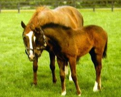 broodmare Sabaah xx (Thoroughbred, 1988, from Nureyev xx)