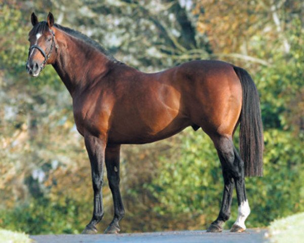 stallion Desert King xx (Thoroughbred, 1994, from Danehill xx)