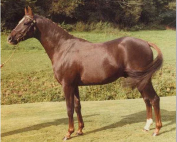 Deckhengst Piran John Halifax (British Riding Pony, 1974, von Bwlch Hill Wind)