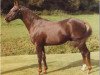 horse Piran John Halifax (British Riding Pony, 1974, from Bwlch Hill Wind)