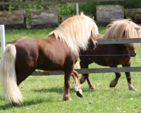 stallion Mister Milano PrH* (Shetland Pony, 2001, from Milan van de Geest)