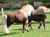 Deckhengst Mister Milano PrH* (Shetland Pony, 2001, von Milan van de Geest)