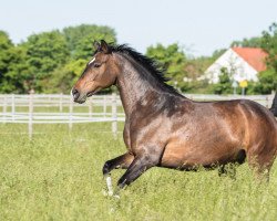 dressage horse Fajade (Westphalian, 2008, from Filius Bedo)