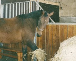 broodmare Winika (Hanoverian, 1983, from Wiesengrund)