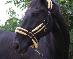 Pferd Lando Karisian (Westfale, 1996, von Lapaz L)