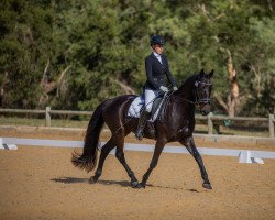 Zuchtstute Rosengold SW (Australisches Warmblut, 2017, von Regardez Moi)