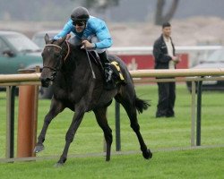 broodmare North Queen xx (Thoroughbred, 2002, from Desert King xx)