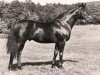 horse Ticino xx (Thoroughbred, 1939, from Athanasius xx)