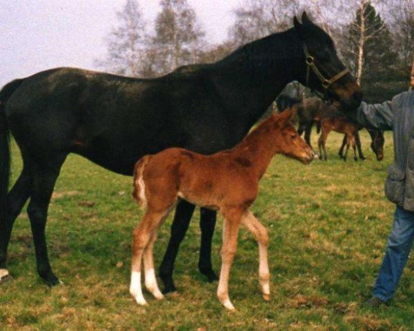 broodmare Wurfbahn xx (Thoroughbred, 1987, from Frontal xx)