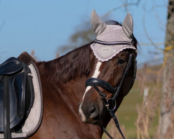 dressage horse Bon Caramel (Hanoverian, 2016, from Bon Coeur)