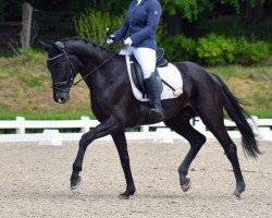 dressage horse Beyond Two Souls (Hanoverian, 2016, from Bon Coeur)