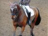 dressage horse Feiner Kerl 59 (Westphalian, 1994, from Feuerglanz)