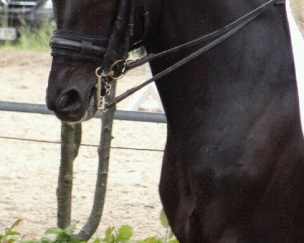 dressage horse Angel's Avalon (Rhinelander, 2001, from Abanos)