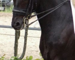 dressage horse Angel's Avalon (Rhinelander, 2001, from Abanos)