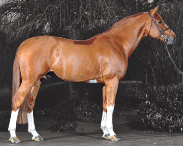 stallion Emerald van 't Ruytershof (Belgian Warmblood, 2004, from Diamant de Semilly)