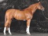 stallion Emerald van 't Ruytershof (Belgian Warmblood, 2004, from Diamant de Semilly)