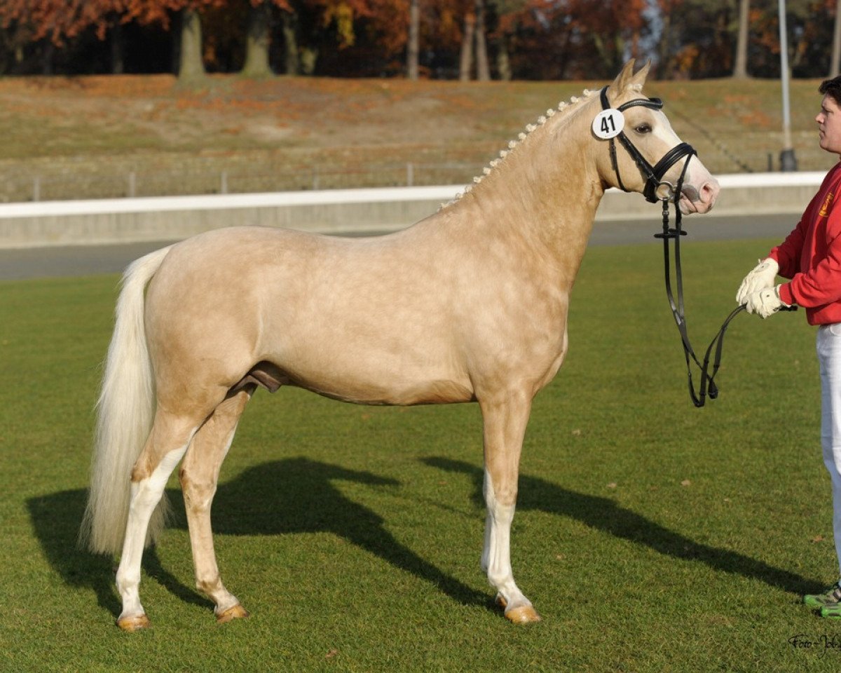 stallion MacGyver R (German Riding Pony, 2010, from The Braes My Mobility)