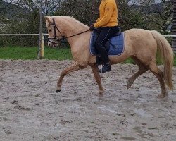 Zuchtstute Golden Cayenne (Deutsches Reitpony, 2016, von Cadlanvalley Sir Ivanhoe)