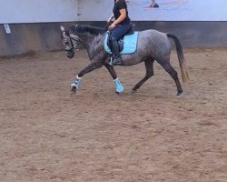 broodmare Dear Carlotta (German Riding Pony, 2015, from Dimension AT NRW)