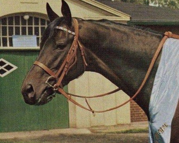 stallion Waidwerk xx (Thoroughbred, 1962, from Neckar xx)