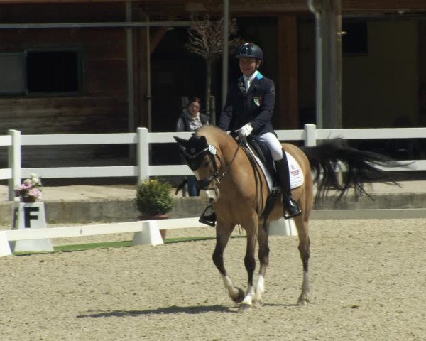 FEI Reitturnier St. Margarethen (AUT) 2022