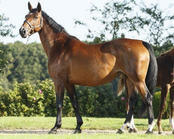 broodmare Cia de Hus Z (Zangersheide riding horse, 2009, from Cirhus)