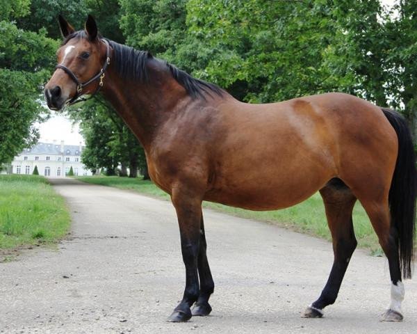 broodmare Alexa Z (Zangersheide riding horse, 2001, from Alexis Z)