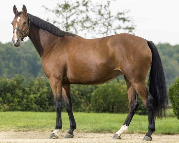 broodmare Ami Esprit (Hanoverian, 2005, from For Pleasure)