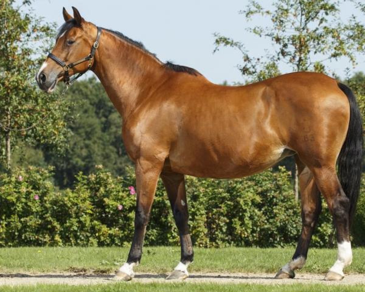 broodmare Blankonette III (Oldenburg, 1996, from Lefevre)