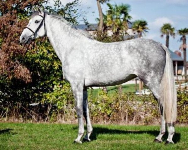 broodmare Cafe Creme (Luxembourg horse, 2004, from Creve Coeur)