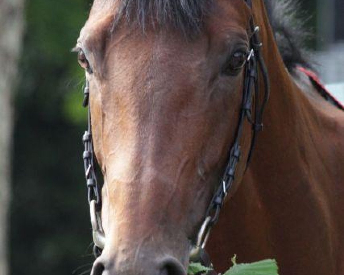 stallion Waldpark xx (Thoroughbred, 2008, from Dubawi xx)