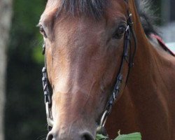 stallion Waldpark xx (Thoroughbred, 2008, from Dubawi xx)