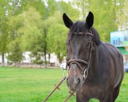 Pferd Feline V (KWPN (Niederländisches Warmblut), 2010, von Ustinov)