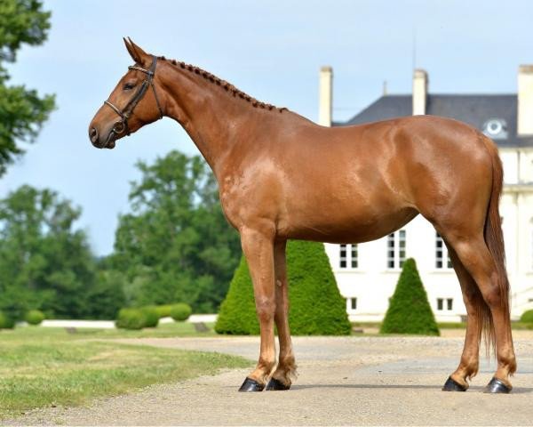 broodmare Cayenne des Premices Z (Zangersheide riding horse, 2018, from Comme il Faut)