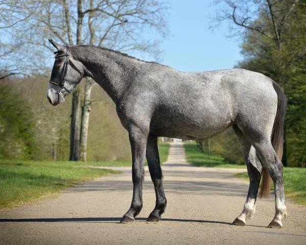 Zuchtstute Coccinelle Hero Z (Zangersheide Reitpferd, 2018, von Comme il Faut)