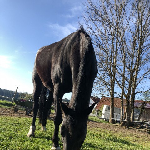 broodmare South Carolina (Hanoverian, 2001, from Sandro Hit)