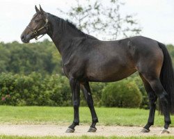 broodmare Costa Rica de Hus (Oldenburg, 2013, from Cascavelle)