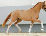 dressage horse Blickfang S.b. (Rhinelander, 2018, from Callaho's Benicio)